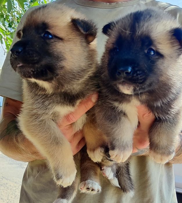 Акіта! Американська