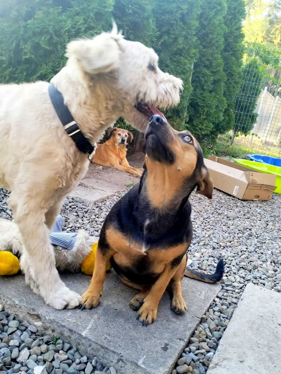 Iskierka - mała młoda suczka suka do adopcji w typie jamnik