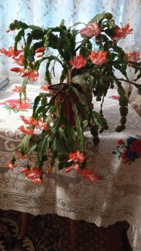 Мої шлюмберги, які я обожнюю за легкий догляд і красиві квіти