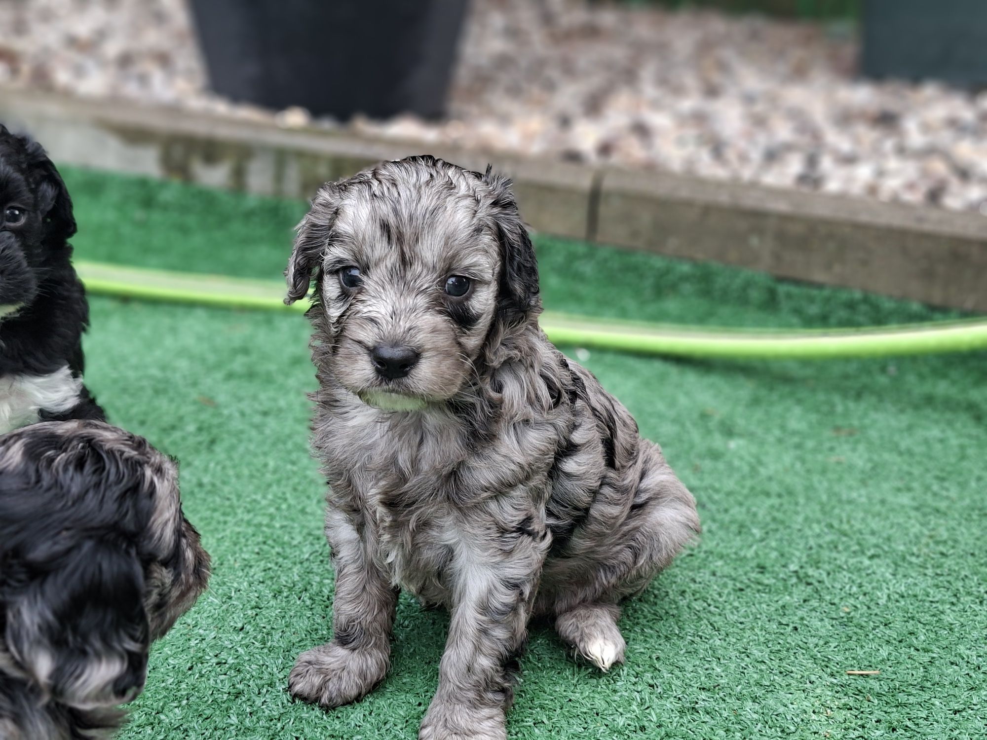Szczenię cavapoo  merle z metryką