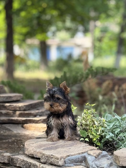 Міні йорк дівчинка