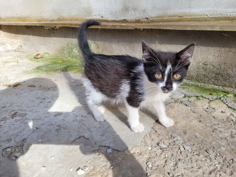 Котята в добрые руки бесплатно