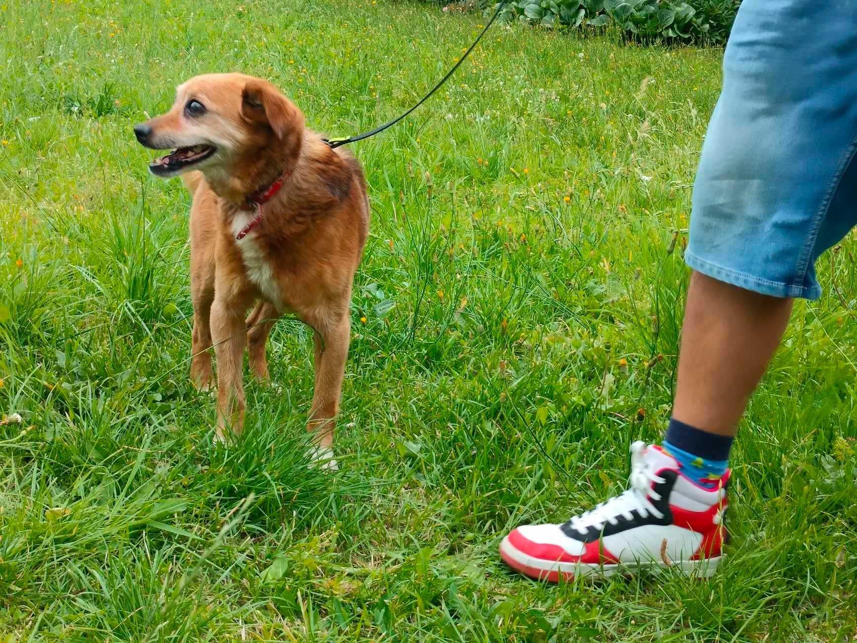 Makao - starszy, niewidomy piesek do adopcji