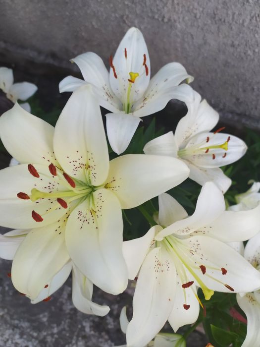 Лилия саженцы Лілія сажанці