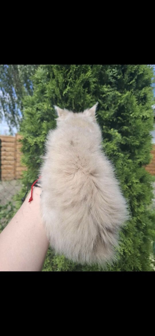 Wyjątkowy kocurek Maine Coon