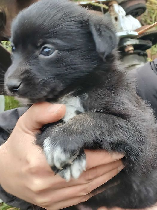 Щенки в добрые руки,кошичка с голубыми глазками
