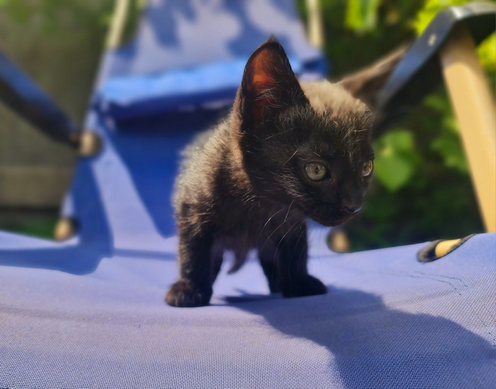 Віддамо в добрі руки кошенят (хлопчики)