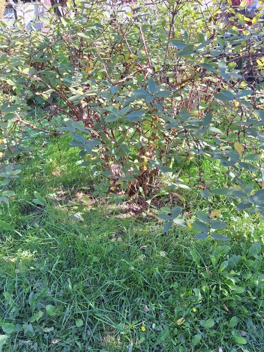 Duży Krzew jagody kamczackiej.