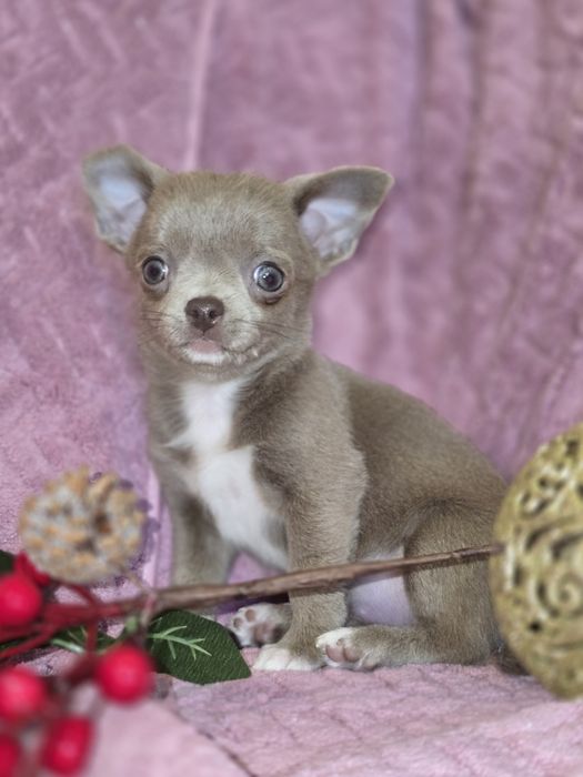 Мини девочка чихуа-хуа