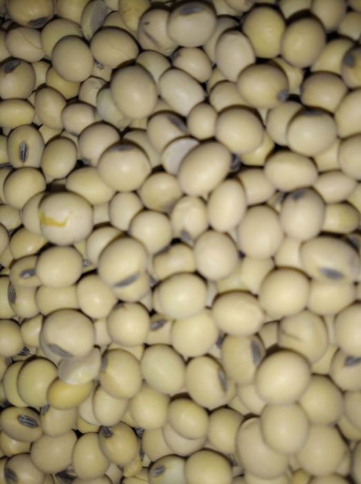 Соя Канзас (Kansas) (перша репродукція) рік врожаю 2023