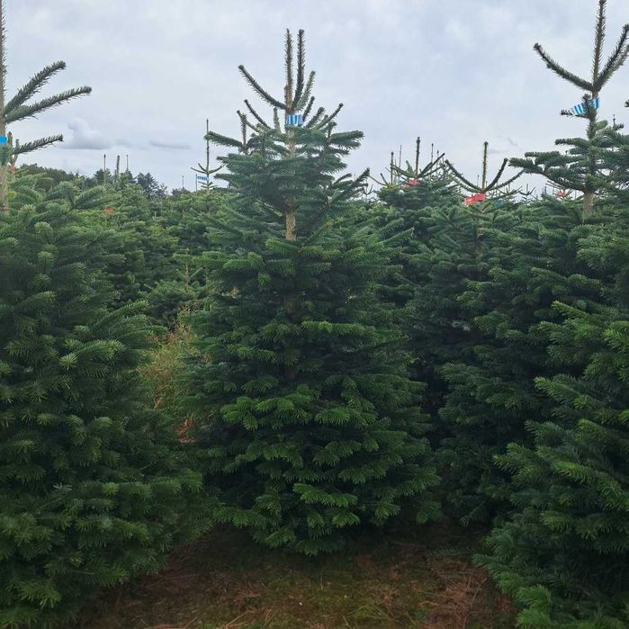 Jodła kaukaska duńska 2,00-2,50 m I-II klasa 90 zł