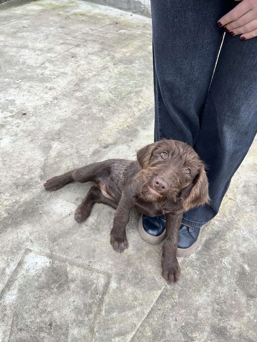 Отдам девочку дратхаара