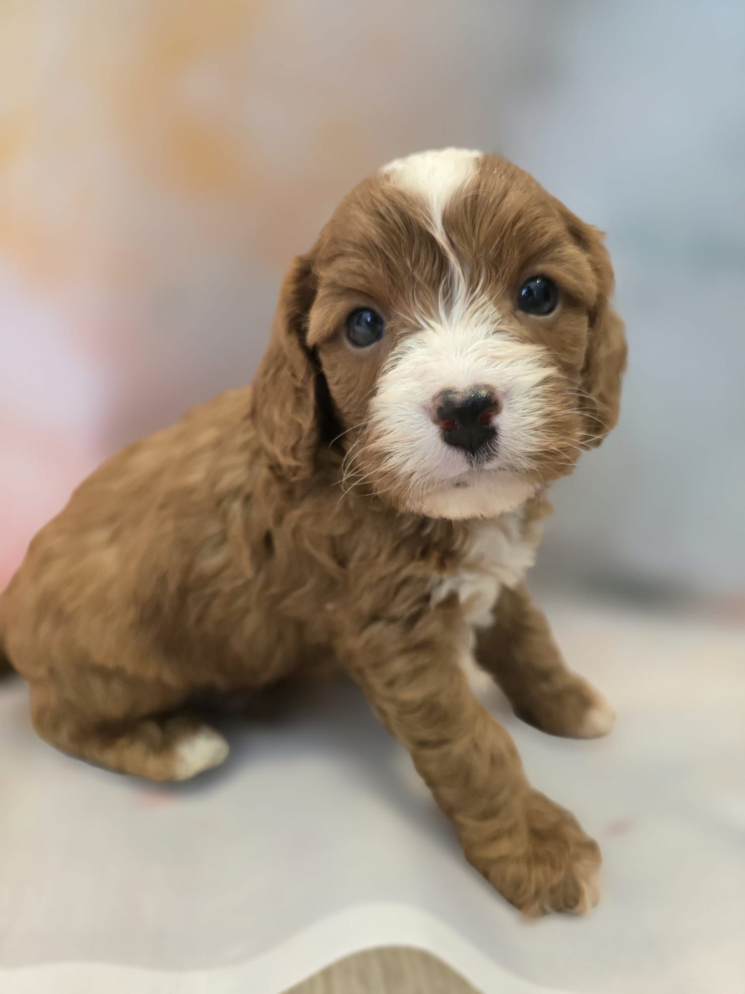 Cavapoo śliczny szczeniak