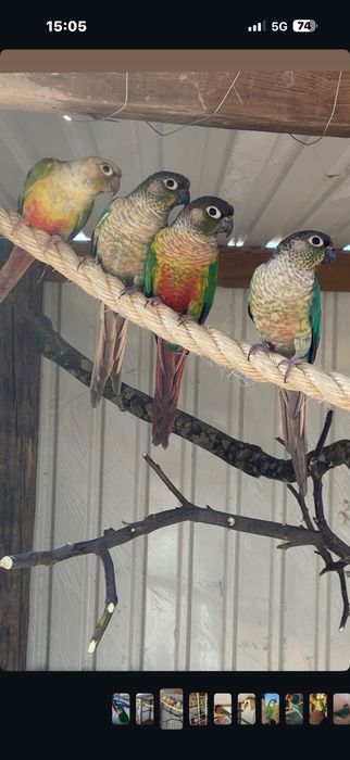 Aves tudo para despachar prontas a criar