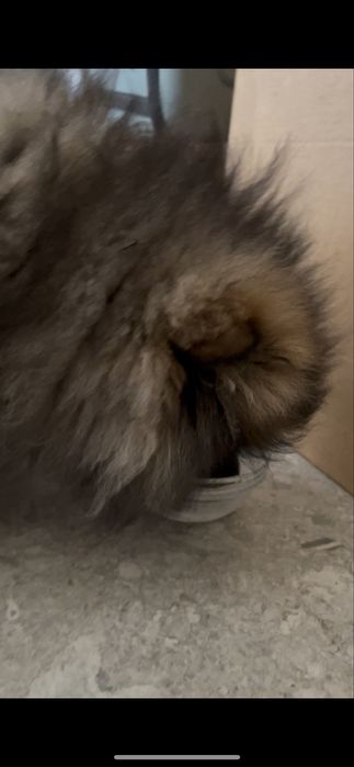 Spitz alemão anão fêmea - pelagem orange sable