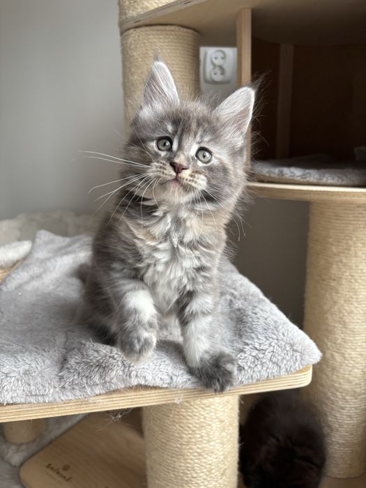 Kotka Maine Coon
