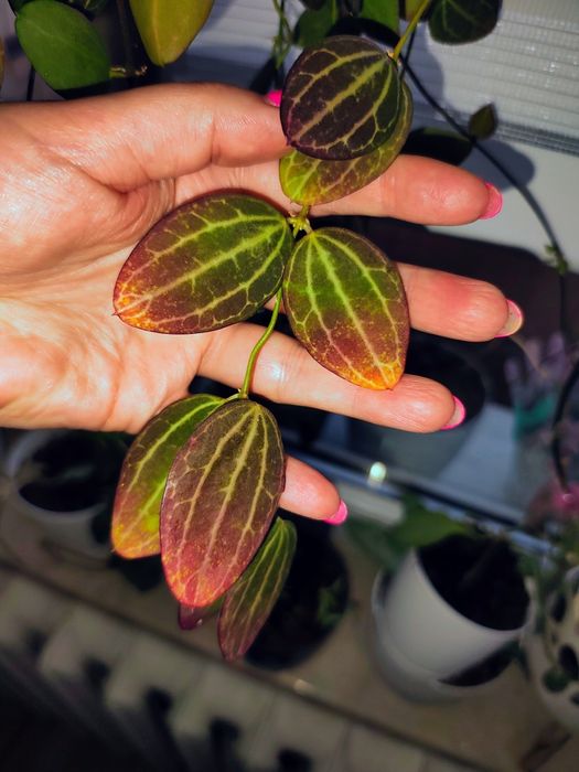 Dischidia watermelon cięta sadzonka