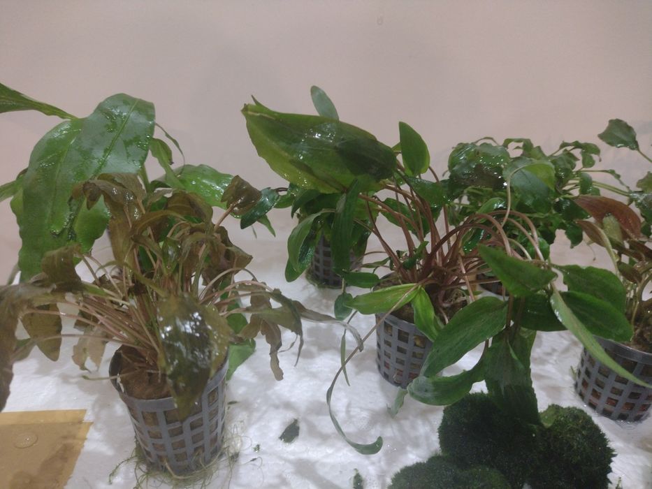 Roślinki do akwarium gałęzatka zwartka bucephalandra