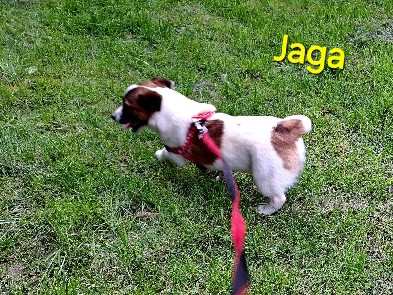 Jaga śliczna !!! suczka Jack Russell krótkie nóżki RODZIICE Whodowli