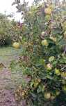 Marmelos biológicos - cerca de 1 Tonelada em Avis