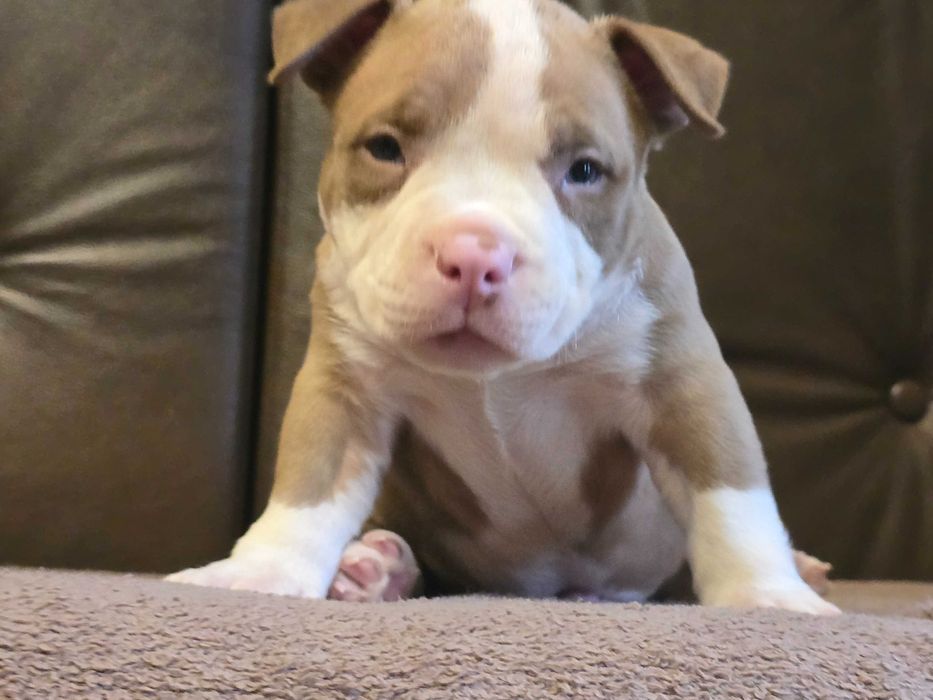 American Bully Pocket  ABKC wnuk Kimbo!