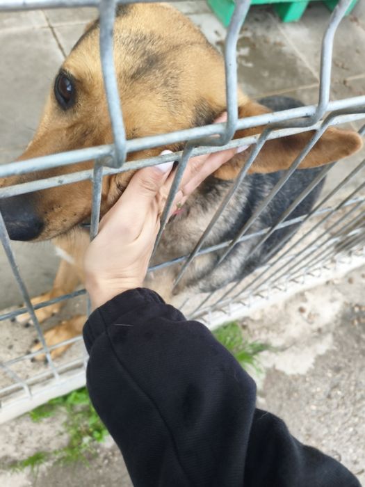 Łagodny, kochany, uwielbia przytulanie i głaskanie-Bueno