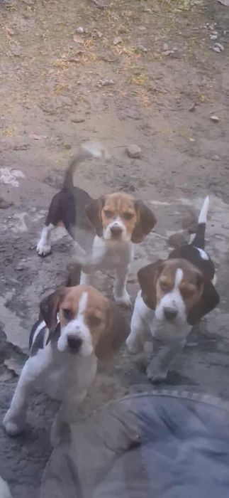 Beagle szczeniaczki : )