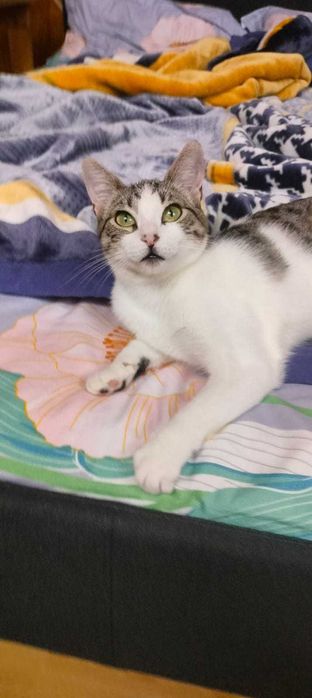 Gata gatinha 7 meses para adoção consciente