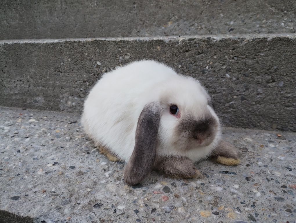 Mini lop królik gotowy do odbioru