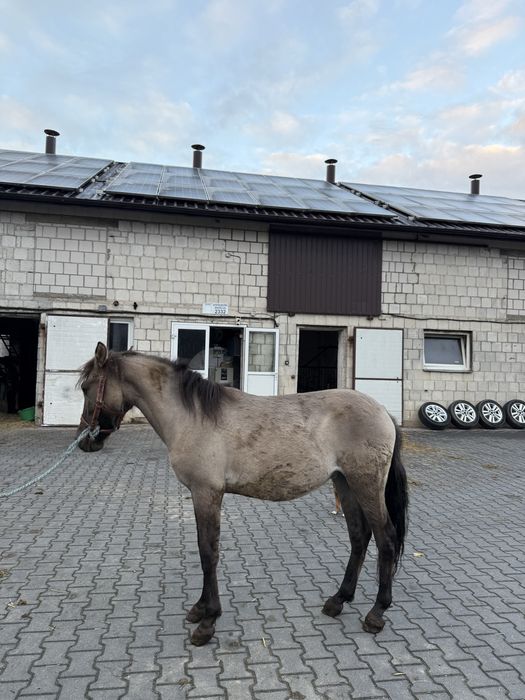 Sprzadam ogierka konika polskiego