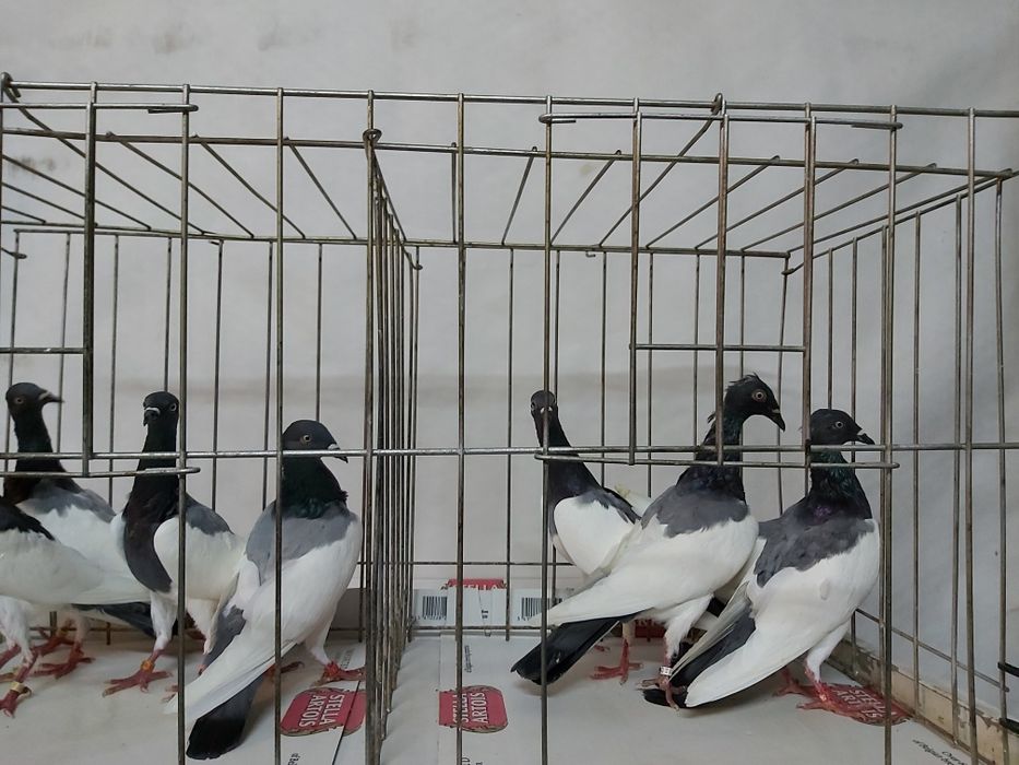 Gołębie Murzyny Polskie