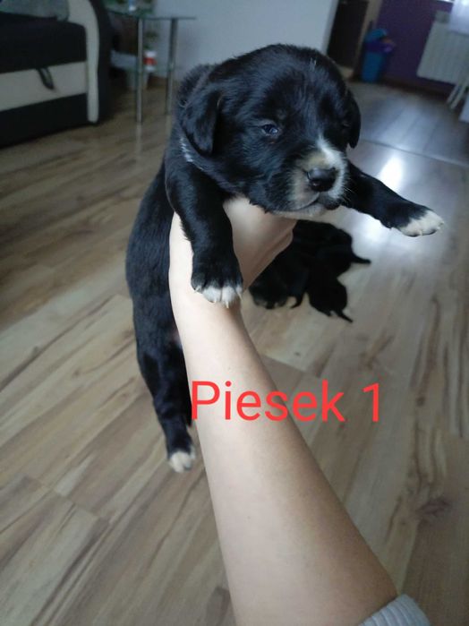 Oddam szczeniaki za darmo