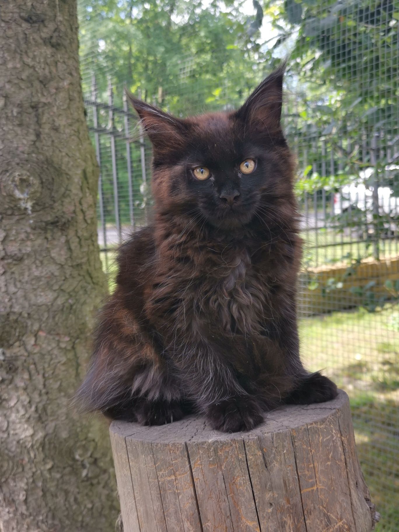 Kocurek Maine Coon