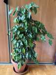 Duży fikus benjamina w donicy | roślina doniczkowa | wys. ok. 90cm