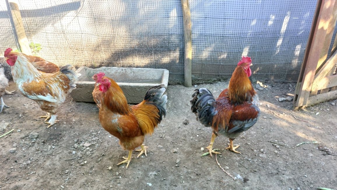 Galos para venda ou troca