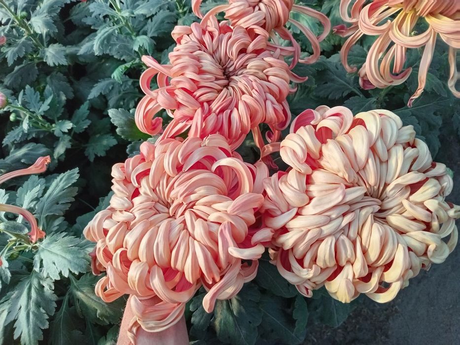 Продам маточник хризантем