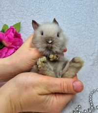 Самый сладенький карликовый мини кролик,сиамский,карликовые кролики