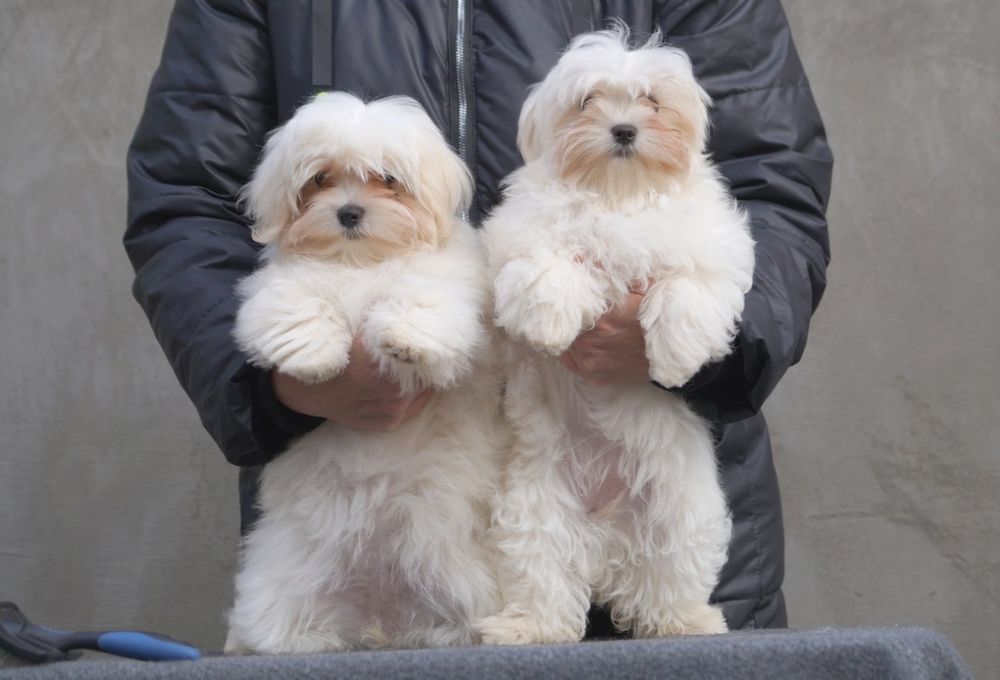 Цуценята мальтійської болонки з документами КСУ.