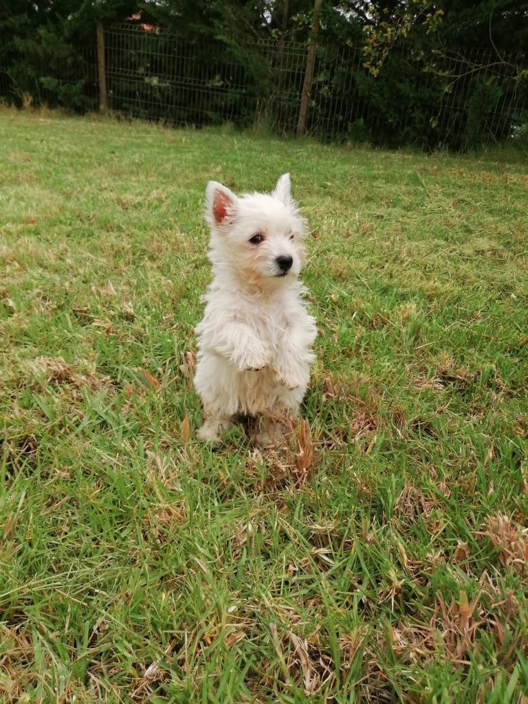 west highland white terrier