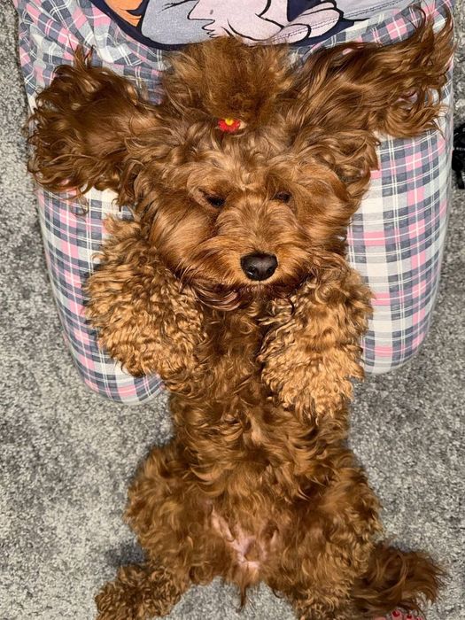 Перетримка  тварин.Любої породи