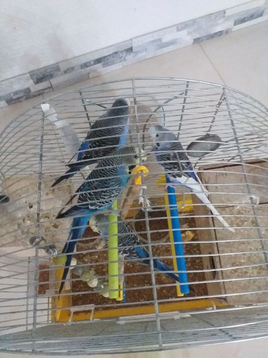 Papugi 5 sztuk z klatką