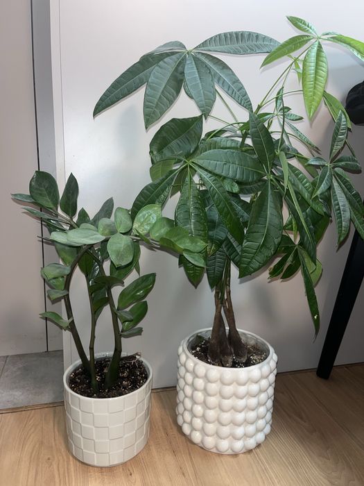 oddam za darmo roślinki w osłonkach