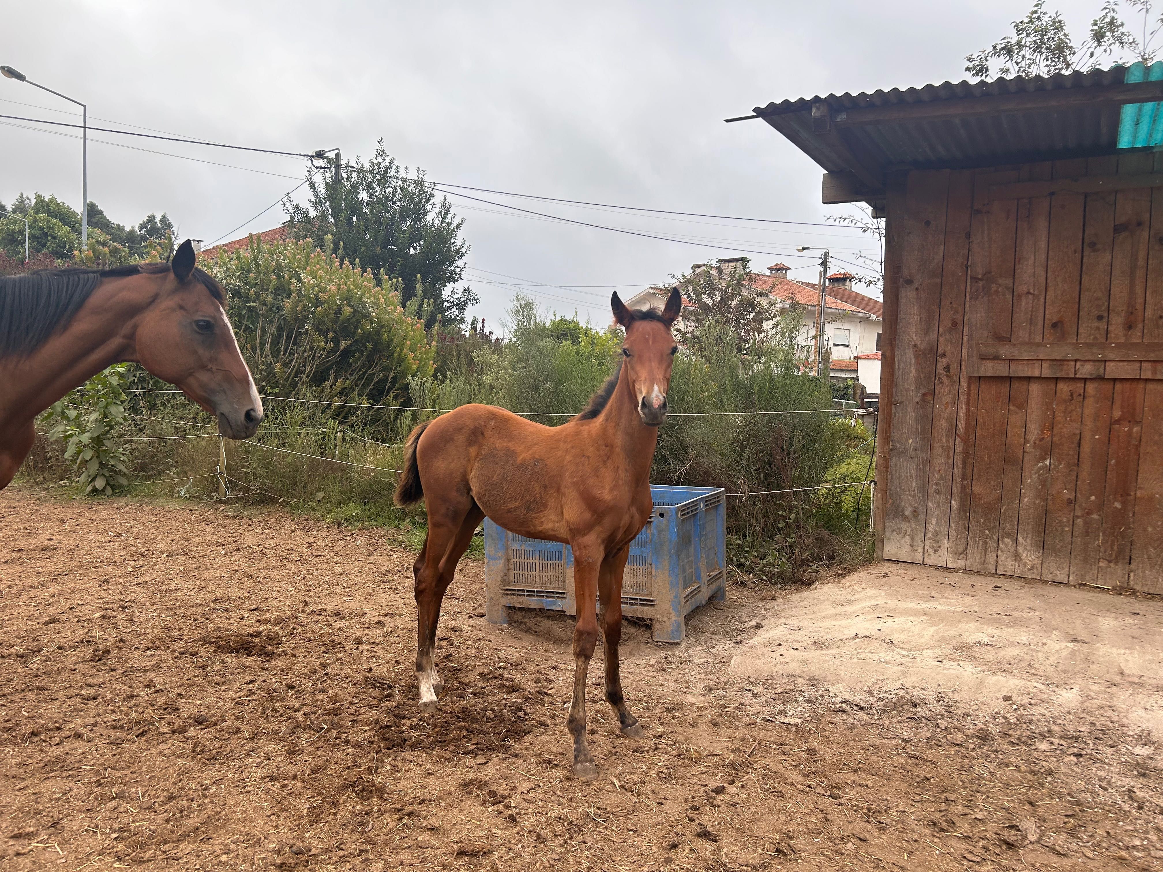 Cruzado português