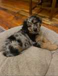 Zapowiedź miotu golden aussie