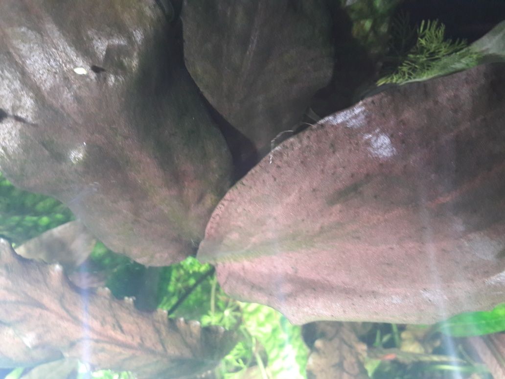 Cryptocoryne cordata siamensis brązowa