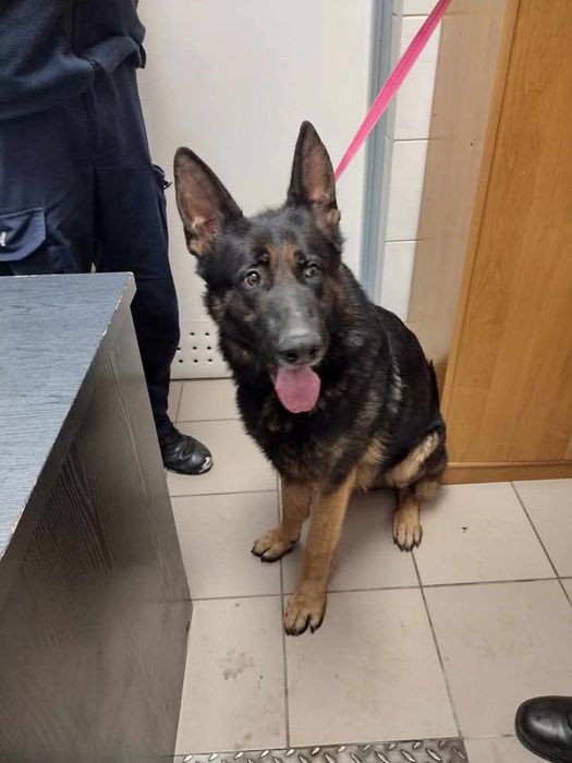 Znaleziono pieska CHOJNICE