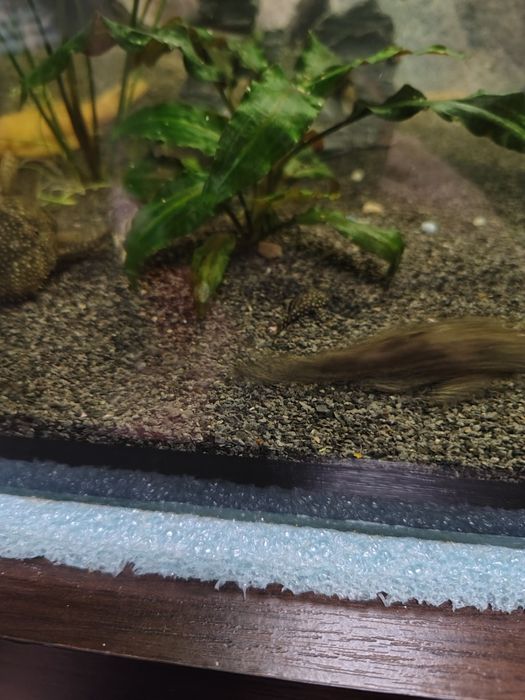 Samica glonojada zbrojnika