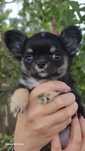Chihuahua długowłosy ZKWPFCI