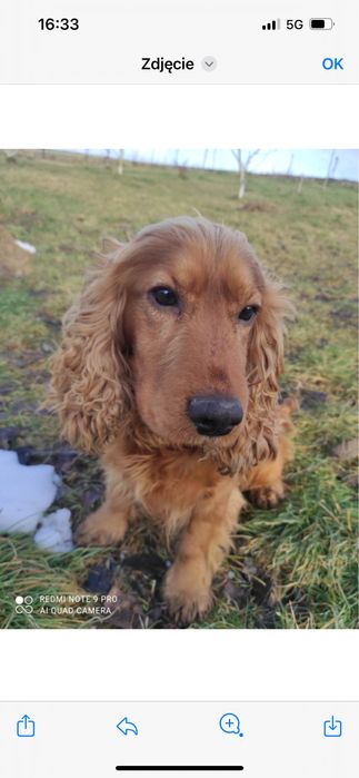 Cocker spaniel szczeniak