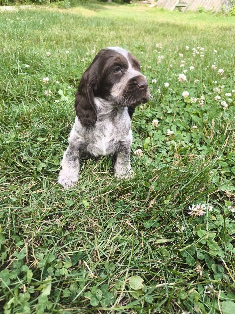 Cocker spaniel angielski samiec liver roan